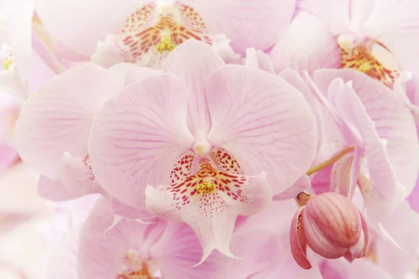 Closeup Flores Rosa Florescendo Orquídea Phalaenopsis — Fotografia de Stock