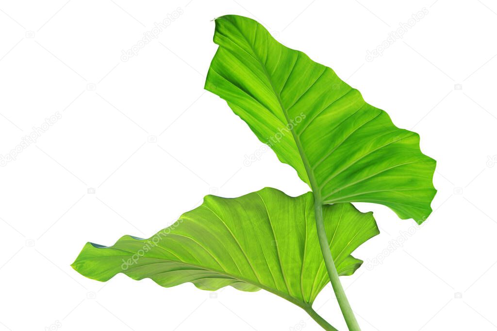 Tropical Green Leaves of Elephant Ear Plant Isolated on White Background with Clipping Path