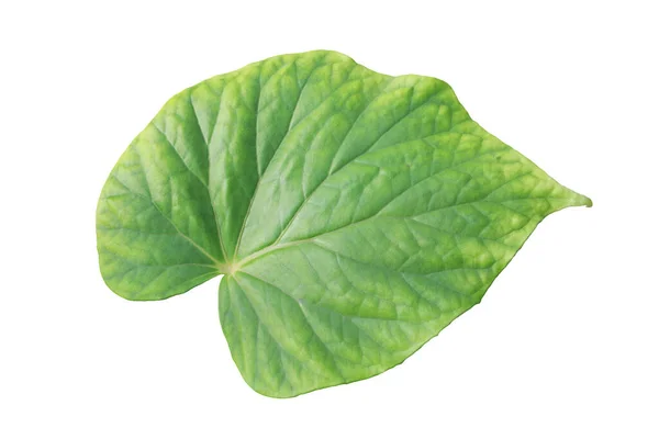 Świeży Zielony Liść Rośliny Begonia Izolowany Białym Tle Ścieżką Wycinania — Zdjęcie stockowe