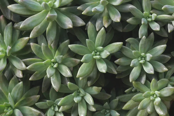 Closeup Succulent Plants Natural Pattern Background — Stock Photo, Image