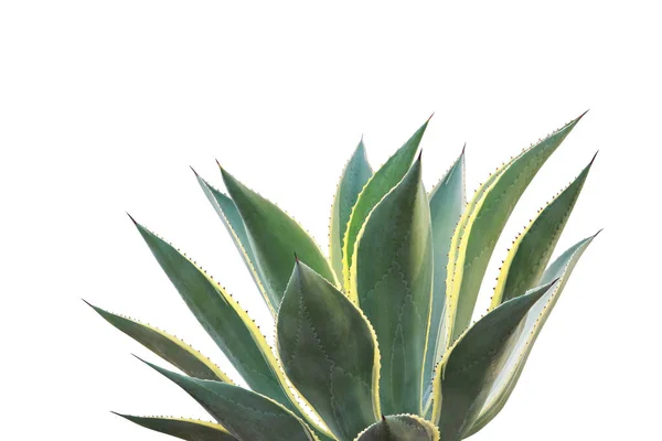 Agave Celsii Multicolor Rostlina Izolované Bílém Pozadí Oříznutou Cestou — Stock fotografie