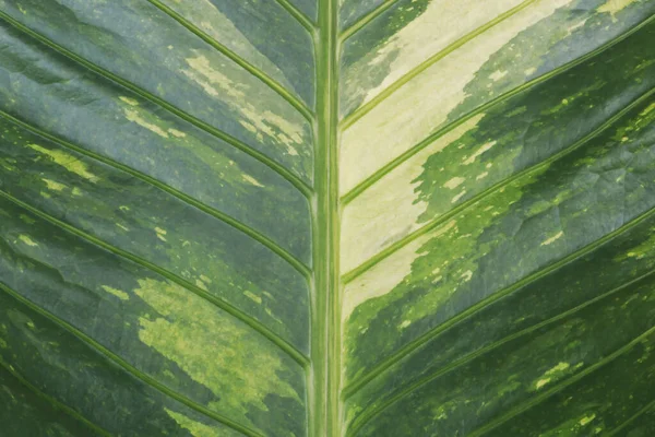 Padrão Natural Abstrato Fundo Folha Tropical Variegada — Fotografia de Stock