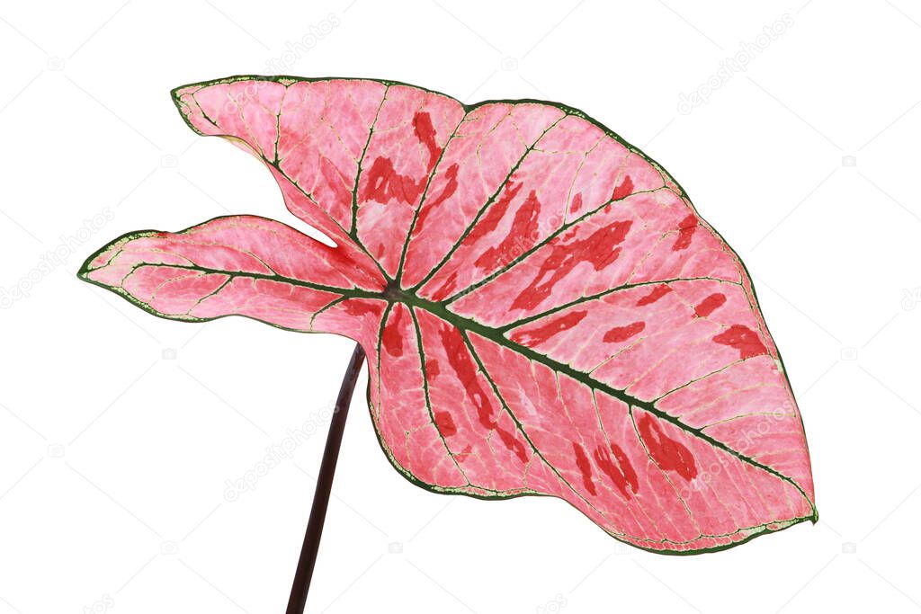 Pink Leaf Green Veins of Caladium Plant Isolated on White Background with Clipping Path