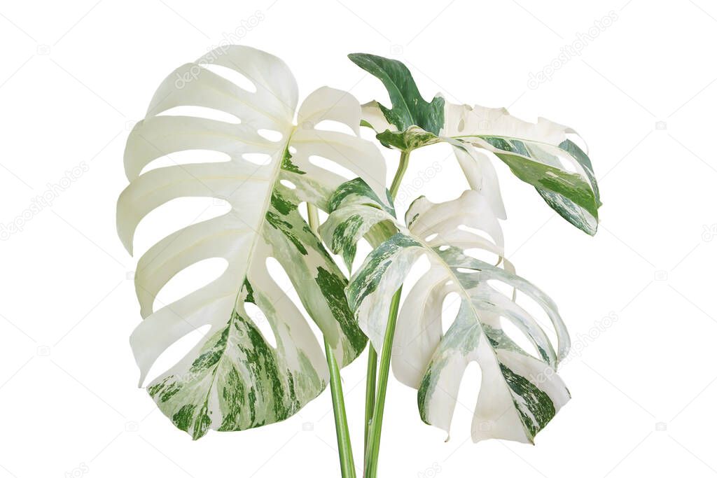Variegated Monstera Plant Isolated on White Background with Clipping Path