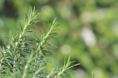 Yumuşak Bokeh Doğal Yeşil Arkaplanlı Biberiye Dalları