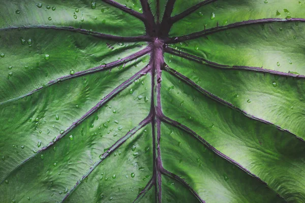 Abstract Natural Pattern Background Colocasia Faraó Mask Elephant Ear Plant — Fotografia de Stock