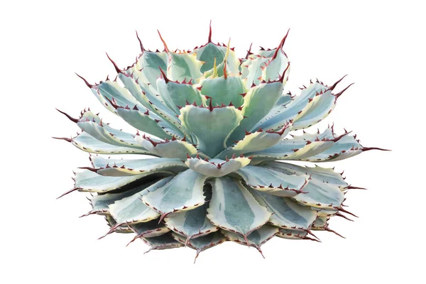 Agave 'Kissho Kan', Lucky Crown Century Plant, Butterfly Agave Plant Kırpma Yolu ile Beyaz Arkaplanda İzole Edildi