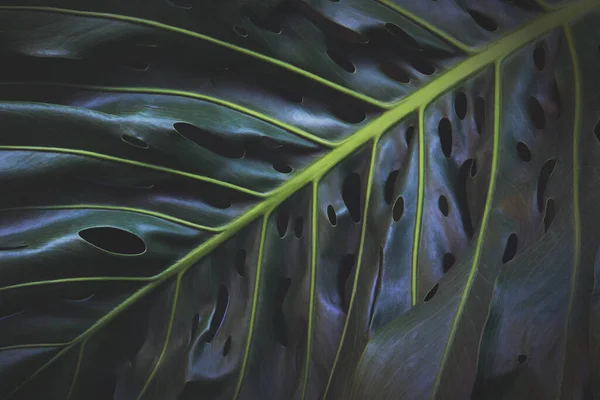 Trópusi Levél Monstera Plant Natural Pattern Háttér Sötét Árnyalatú — Stock Fotó