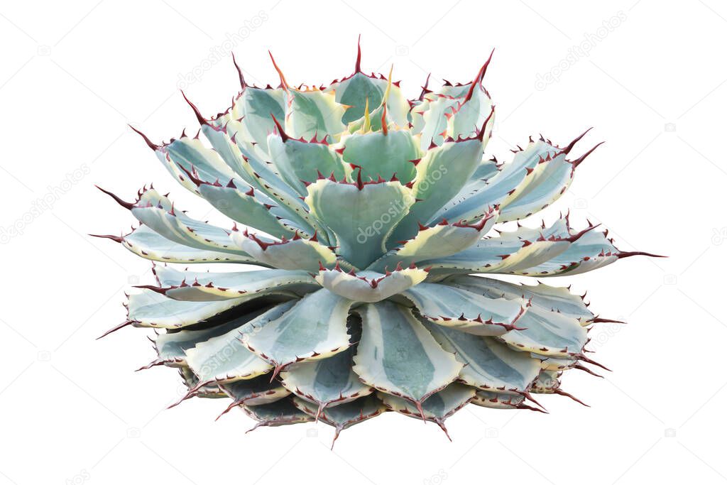 Agave 'Kissho Kan', Lucky Crown Century Plant, Butterfly Agave Plant Isolated on White Background with Clipping Path