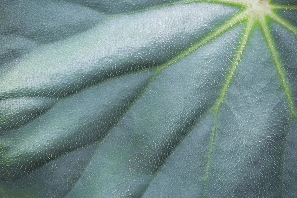 Natuurlijke Patroon Achtergrond Van Blauw Groen Blad Gebladerte Van Begonia — Stockfoto
