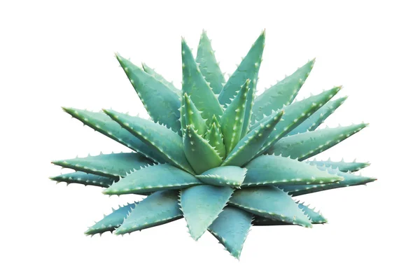 Aloe brevifolia, Blue Aloe, Crocodile Aloe Succulent Bitkisi Kırpma Yolu ile Beyaz Arkaplanda İzole Edildi