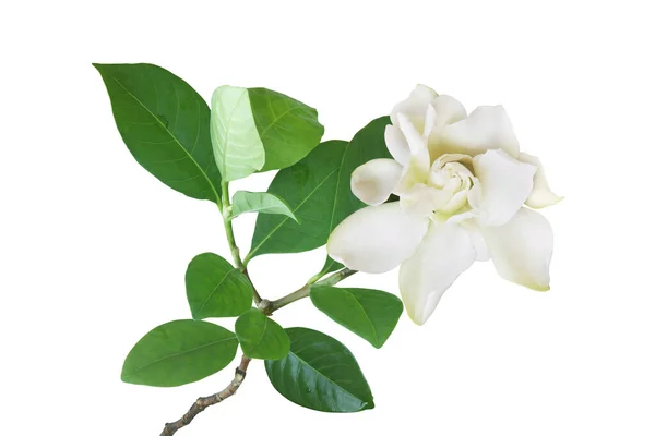Gardenya yaseminoides, Yeşil yapraklı Cape Jasmin Çiçeği Kırpma Yollu Beyaz Arkaplanda İzole Edilmiş
