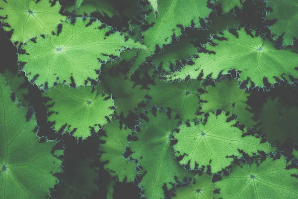 Green Leaves Begonia Plant Dark Tone Color Natural Pattern Background — 스톡 사진