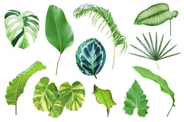 Kırpma Yolu ile Beyaz Arkaplanda İzole Tropikal Yapraklar