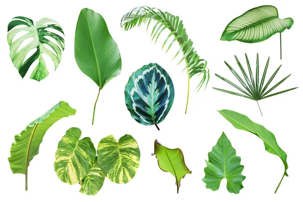 Kırpma Yolu ile Beyaz Arkaplanda İzole Tropikal Yapraklar