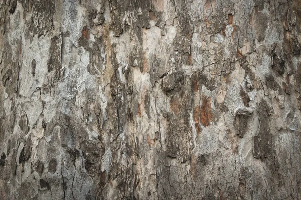 Кора Дерева Природный Текстурный Фон — стоковое фото