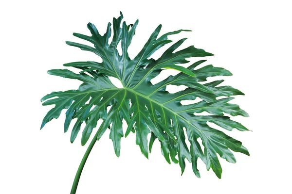 Зеленый Лист Филодендронного Растения Изолирован Белом Фоне Обрезкой Пути — стоковое фото