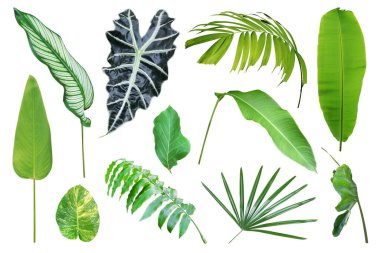 Kırpma Yolu ile Beyaz Arkaplanda İzole Tropikal Yapraklar