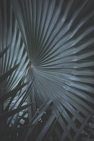 Koyu Ton Renkli Tropik Palmiye Yaprağı Arkaplanı