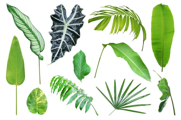 Kırpma Yolu ile Beyaz Arkaplanda İzole Tropikal Yapraklar