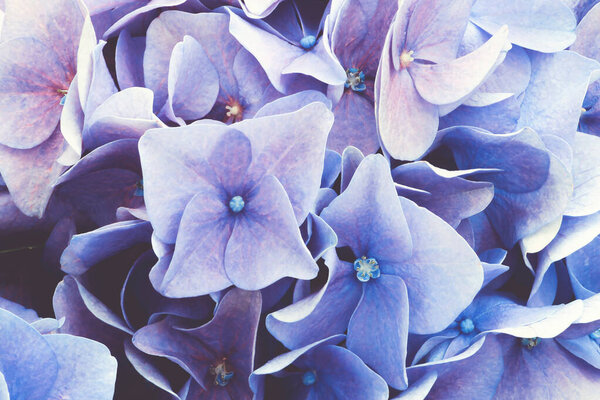 Closeup of Natural Floral Background of Hydrangea Flowers