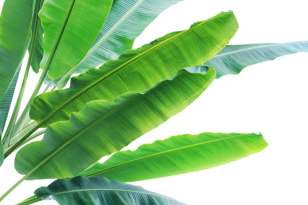 Trópusi Zöld Levelek Banánfa Elszigetelt Fehér Háttér Nyírás Path — Stock Fotó
