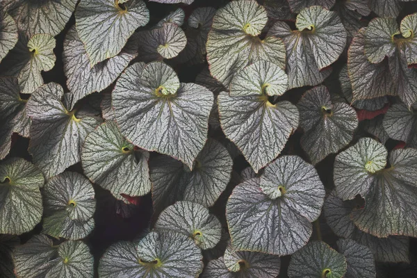 Natürliche Muster Hintergrund Der Dekorativen Silber Laub Der Begonia Pflanze — Stockfoto