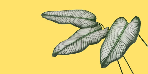 Green White Stripes Leaves Calathea Majestica Plant Yellow Background Tropical — Stock Photo, Image
