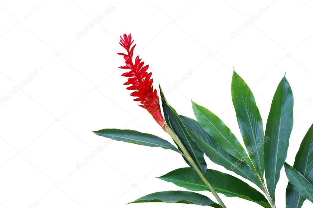 Red Ginger, Alpinia purpurata Flower with Green Leaves Isolated on White Background with Clipping Path
