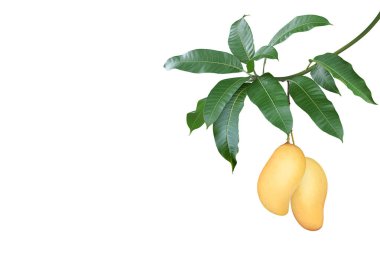 Olgun Mango meyveleri Ağaç dalında asılı Yeşil Yapraklar Beyaz Arkaplanda Kırpma Yolu ile yalıtılmış