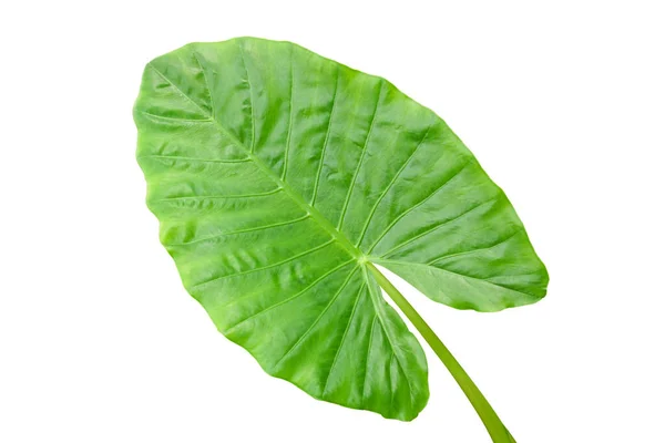 Tropikalny Zielony Liść Rośliny Ucha Słonia Izolowany Białym Tle Ścieżką — Zdjęcie stockowe