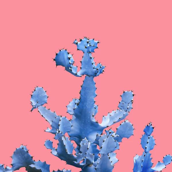 Euphorbia Antiquorum Succulent Plant Blue Tone Color Pink Background Creative — Stock Photo, Image
