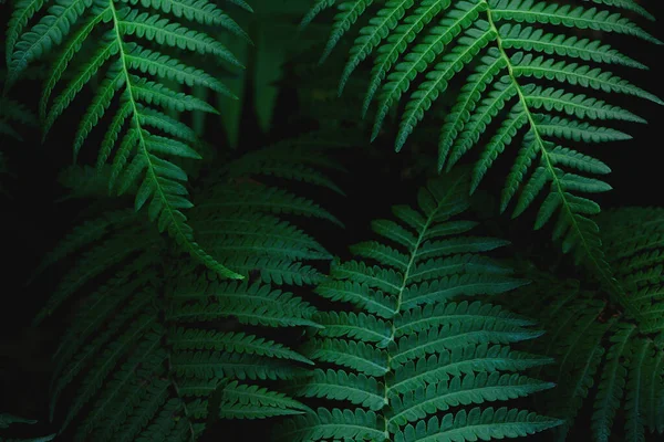 Natuurlijk Groen Loof Van Tropische Varen Donkere Tinten Kleur — Stockfoto