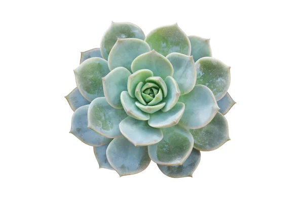 Echeveria Succulent Bitkisinin Beyaz Arkaplanda Kırpma Yolu ile İzole Edilmiş Üst Görünümü