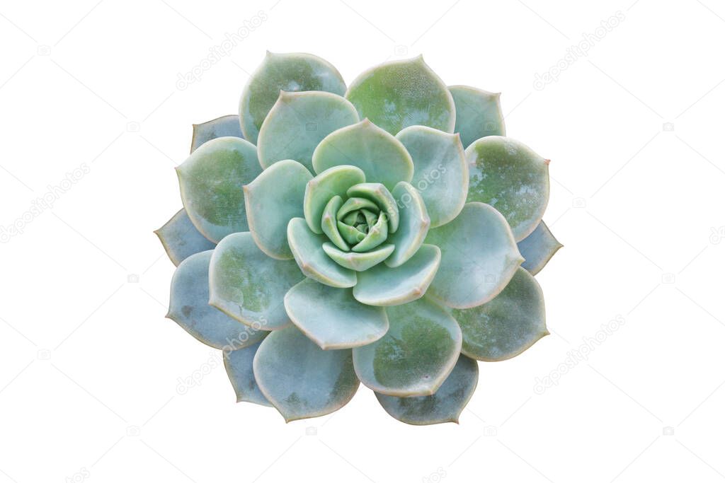 Top View of Echeveria Succulent Plant Isolated on White Background with Clipping Path
