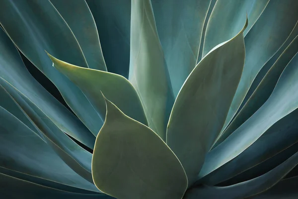 Blue Green Foliage of Fox Tail Agave Plant in Dark Tone Color as Natural Pattern Background