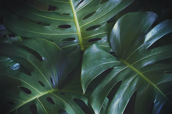 Zöld Levelek Monstera Növény Sötét Tónusú Szín Trópusi Természeti Minta — Stock Fotó