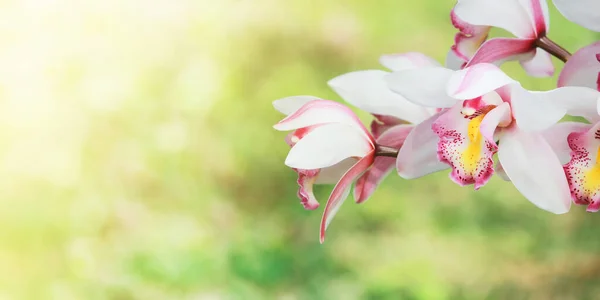 Blooming Pink Cymbidium Orchid Flowers Blurred Greenery Background Copy Space — Fotografia de Stock