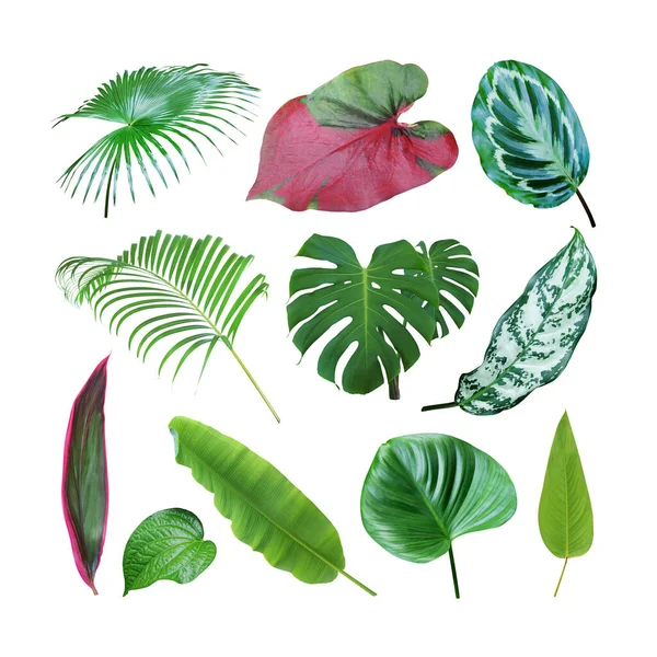 Set Tropical Leaves Isolated White Background Clipping Path — Stock Photo, Image