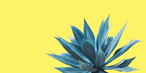 Fox Tail Agave Plant in Blue Tone Color on Yellow Background, Creative Colorful Summer Concept