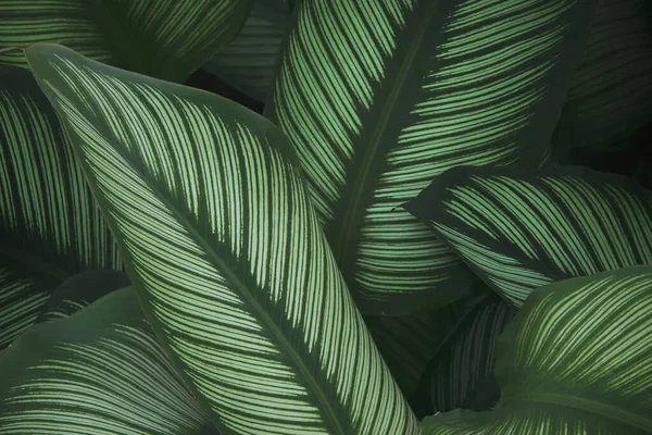 Koyu Ton Renkli Calathea Bitkisinin Beyaz Çizgili Taze Yeşil Yaprakları Doğal Kalıp Arkaplanı Olarak