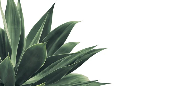 Agave 'in Yeşil Yaprakları zayıfladı, Tilki Kuyruğu Agave Bitkisi Beyaz Arkaplanda İzole Edildi