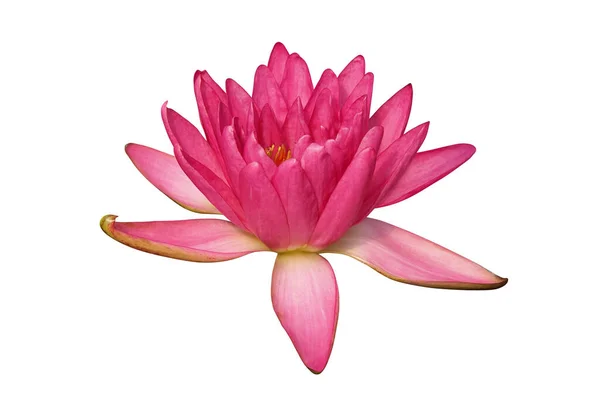 Blooming Pink Nymphaea Water Lily Flower Isolated White Background Clipping — Stockfoto