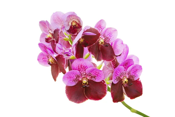 Blooming Pink Red Vanda Orchid Flowers Isolated White Background Clipping — 图库照片