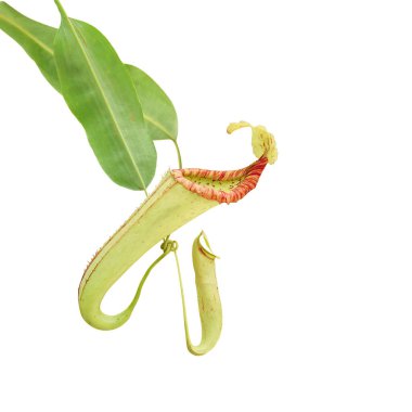 Nepenthes Miranda Pitcher Plant Isolated on White Background with Clipping Path