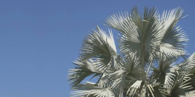 Exotic Tropical Palm Tree, Silver Blue Foliage Leaves on Clear Blue Sky Background