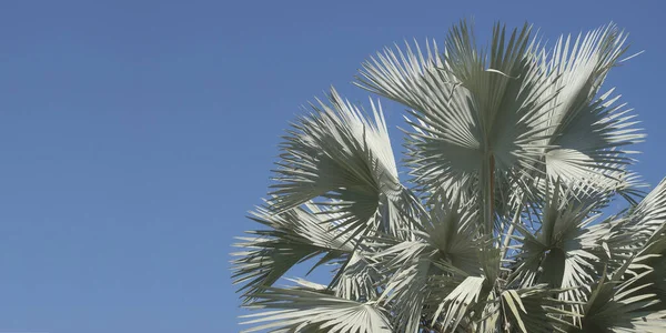 Exotic Tropical Palm Tree Silver Blue Foliage Leaves Clear Blue —  Fotos de Stock