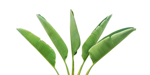 Зелене Листя Рослини Рай Білому Тлі Відсічним Контуром — стокове фото
