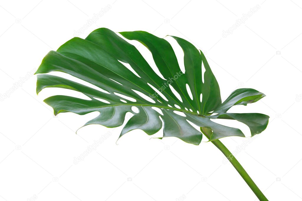 Tropical Green Leaf of Monstera Plant Isolated on White Background with Clipping Path