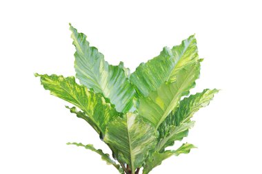Variegated Anthurium Plant Isolated on White Background with Clipping Path
